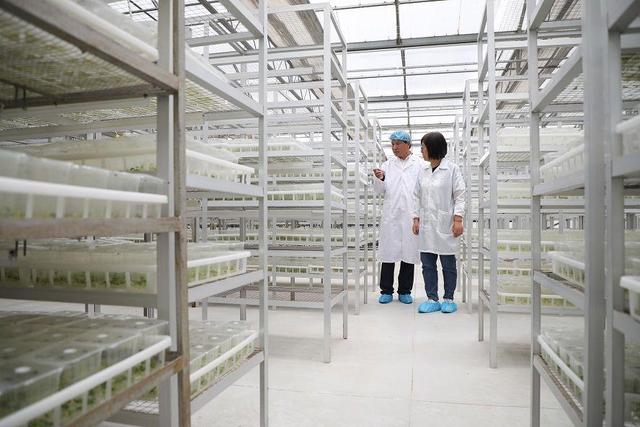 小土豆，大突破 馬鈴薯種業高質量發展觀察