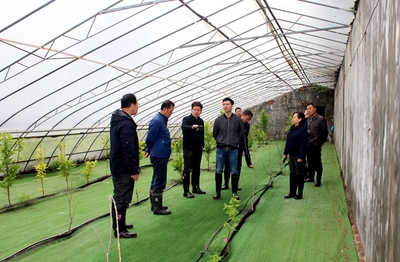 農業科研新篇章 國家柿圃改擴建項目評審會圓滿召開，助推柿產業高質量發展